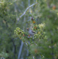 Verdin Bird in a Tree