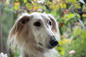 白い大型犬の顔のアップ