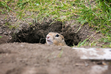 a small wild gopher looks out of a hole near the road