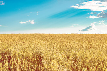 a field of ripe yellow wheat against a background of clouds and blue sky on a hot summer day