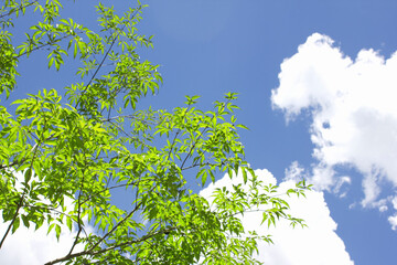 青空と新緑