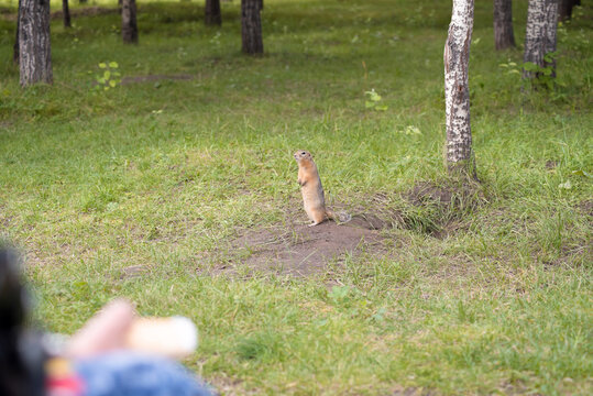 a small wild gopher runs on the grass in the forest and waits to be fed