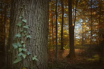 Fototapeta premium Herbst im Wald
