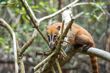 Coatí