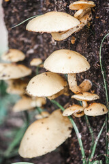 Wild mushrooms on a nature trail