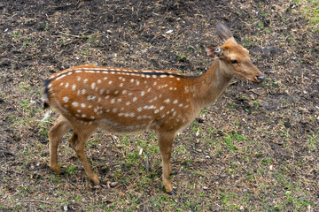 Young spotted Deer in the wild