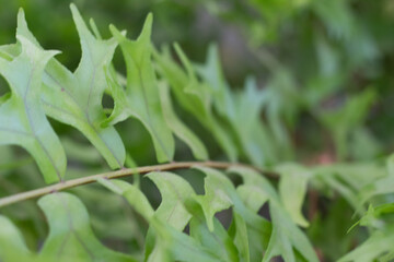 close up of plant