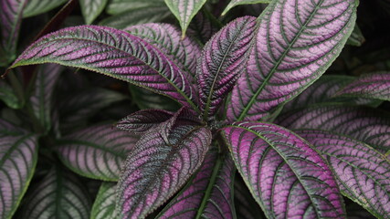 紫色に光る植物