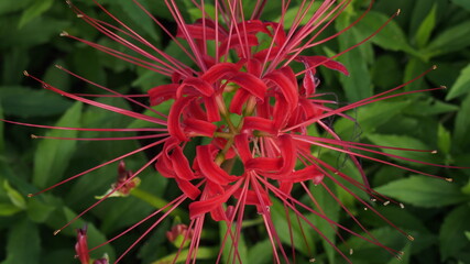 彼岸花のアップ