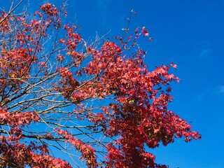 紅葉と空