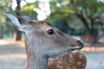 A close-up of a wild deer.
The photo was taken in Nara, Japan.
