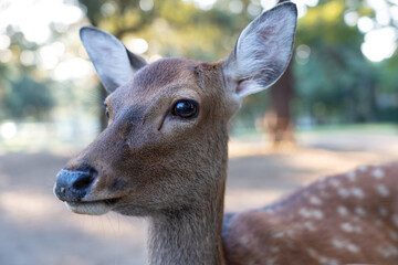 A close-up of a wild deer.
The photo was taken in Nara, Japan.