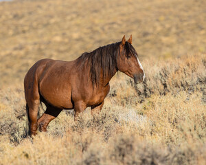 Fototapeta premium Wild Horse from the Pilot Butte herd in Wyoming