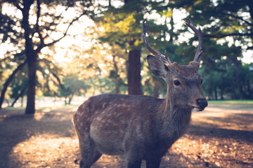 A buck in the wild.
The photo was taken in Nara, Japan.