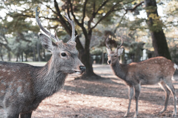 Naklejka na ściany i meble A buck in the wild. The photo was taken in Nara, Japan.