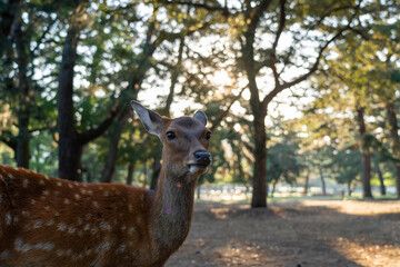 Naklejka na ściany i meble A wild deer. The photo was taken in Nara, Japan.
