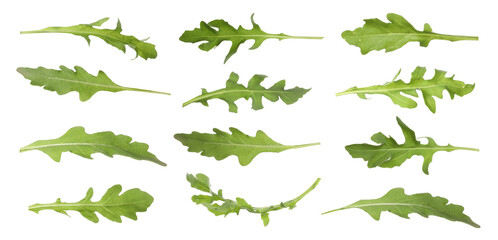 Set of green arugula leaves on white background. Banner design