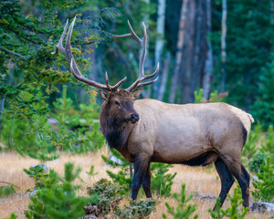 A Bull Elk in Rocky Mountain National Park