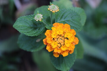 lantana_flower