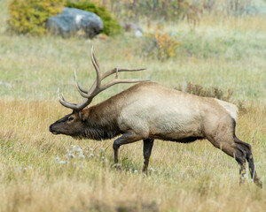 Naklejka na ściany i meble A Bull Elk in Rocky Mountain National Park
