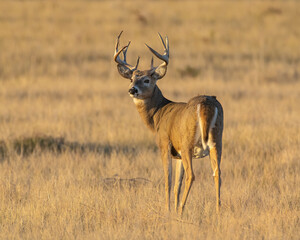 Naklejka na ściany i meble White Tailed Deer Buck in the early morning at Rocky Mountain Arsenal