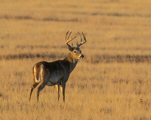 White Tailed Deer Buck in the early morning at Rocky Mountain Arsenal