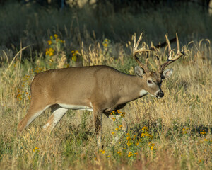 White Tailed Deer Buck in the early morning at Rocky Mountain Arsenal