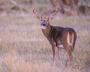 White Tailed Deer Buck in the early morning at Rocky Mountain Arsenal