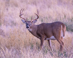 White Tailed Deer Buck in the early morning at Rocky Mountain Arsenal