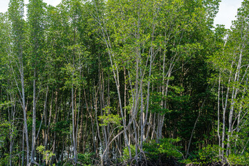 Tropical mangrove forest island river sea against blue sky