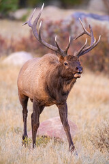 A Bull Elk in Rocky Mountain National Park