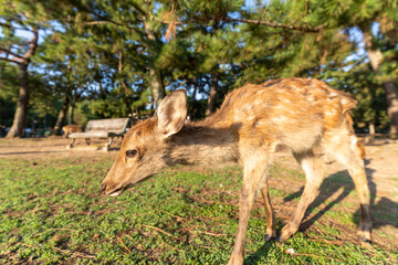 A fawn in the wild.
The photo was taken in Nara, Japan.