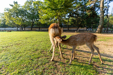 Naklejka premium A fawn and its mother in the wild. The photo was taken in Nara, Japan.