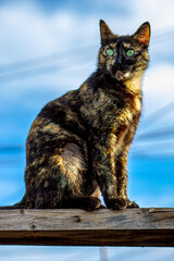 Gato mirando el cielo