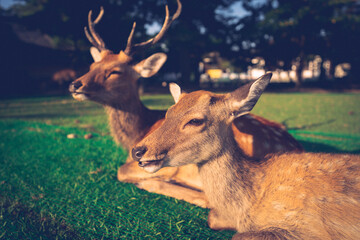 Wild deer are sitting on the ground.
The photo was taken in Nara, Japan.