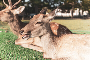 Wild deer are sitting on the ground.
The photo was taken in Nara, Japan.