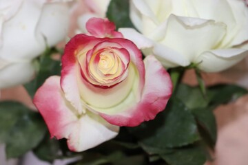 Rosa