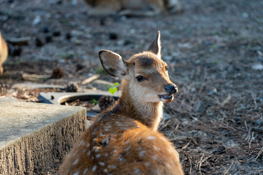 A fawn in the wild.
The photo was taken in Nara, Japan.