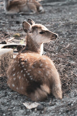 A fawn in the wild.
The photo was taken in Nara, Japan.
