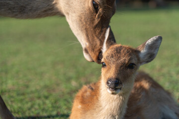 Fototapeta premium A fawn and mother in the wild. The photo was taken in Nara, Japan.