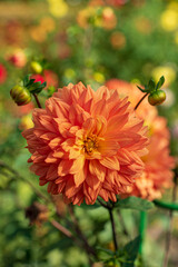 dahlias in the fall garden