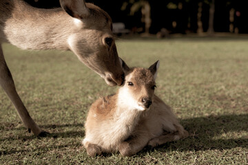 A fawn and mother in the wild.
The photo was taken in Nara, Japan.