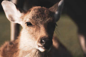 A close-up of a fawn in the wild.
The photo was taken in Nara, Japan.