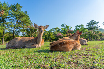 Deer in the wild.
The photo was taken in Nara, Japan.
