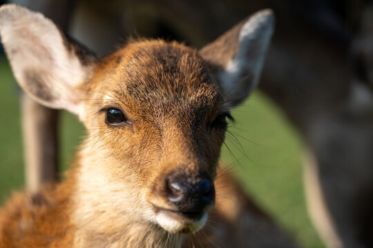 A close-up of a fawn in the wild.
The photo was taken in Nara, Japan.