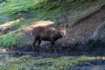 A buck in the wild.
The photo was taken in Nara, Japan.