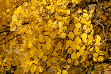 Yellow Leaves in Autumn