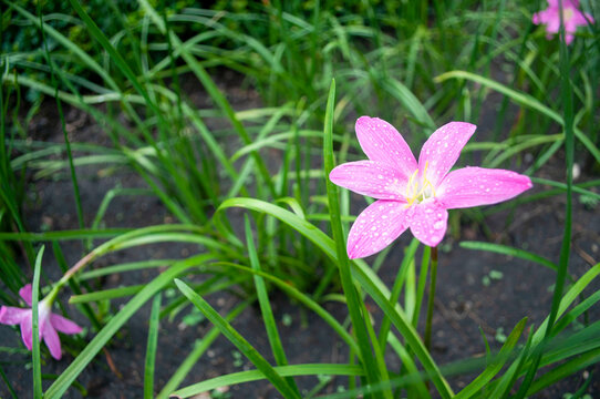 pink rain lilly with droplets after the rain,Zephyranthes minuta, Zephyr Flower