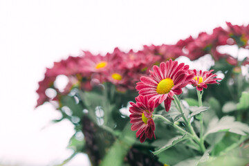 Bunch of magenta red Chrysanthemum close up, soft light background with copy space