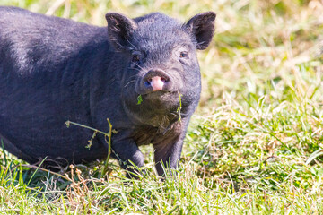 cheerful black pig walking in the meadow